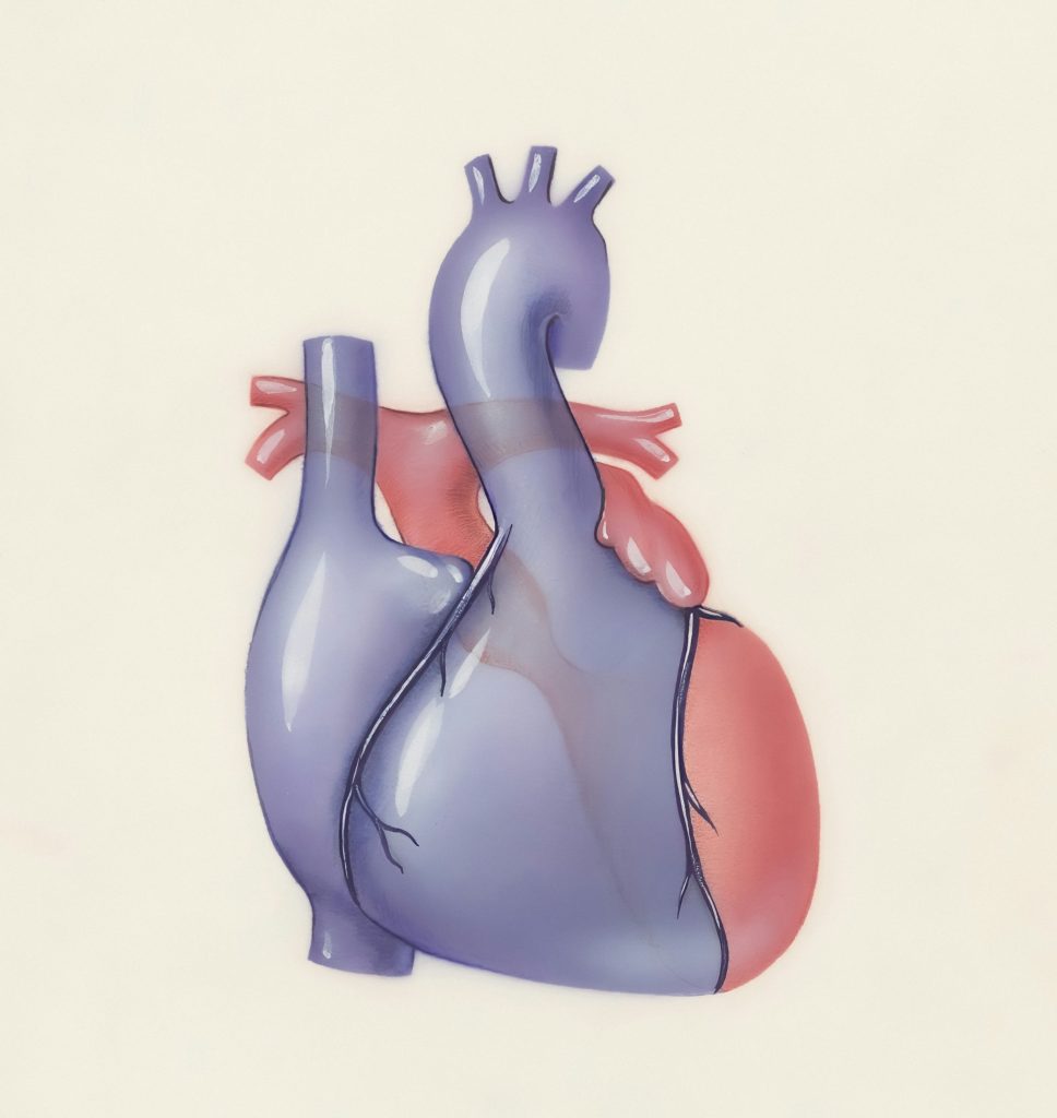 a drawing of a heart with a vein running through it